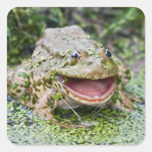 Froschkönig Aufkleber