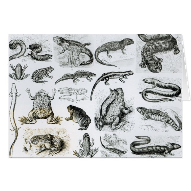 Froschlurche und andere Amphibien (Vorderseite (Horizontal))