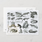 Froschlurche und andere Amphibien Postkarte (Vorne/Hinten)