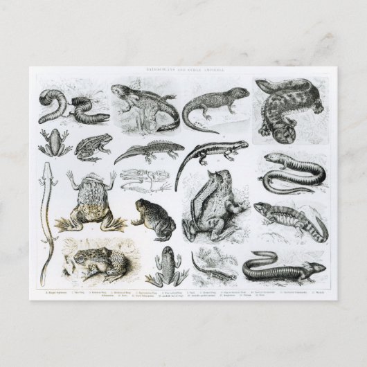 Froschlurche und andere Amphibien Postkarte (Vorderseite)