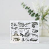 Froschlurche und andere Amphibien Postkarte (Stehend Vorderseite)