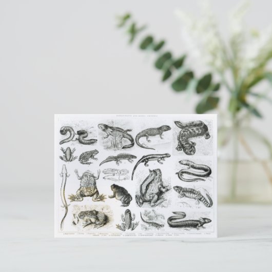 Froschlurche und andere Amphibien Postkarte (Stehend Vorderseite)