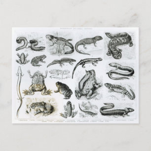 Froschlurche und andere Amphibien Postkarte