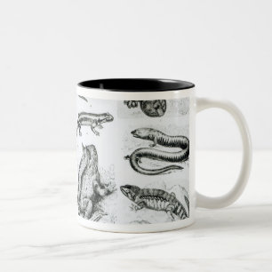 Froschlurche und andere Amphibien Zweifarbige Tasse
