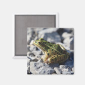 Froschmagnet Magnet (Vorderseite/Rückseite)