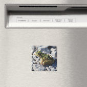 Froschmagnet Magnet (In Situ (Geschirrspüler))