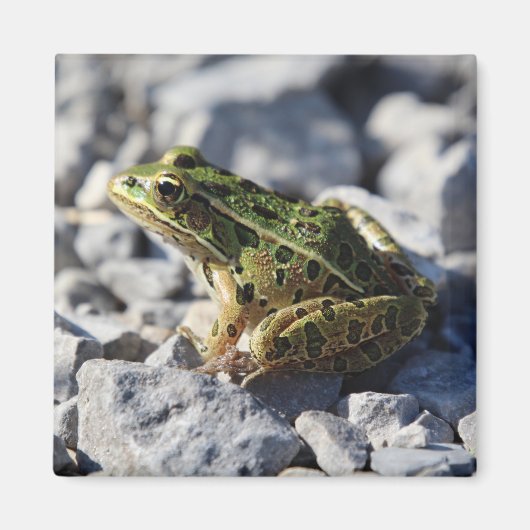 Froschmagnet Magnet (Vorne)