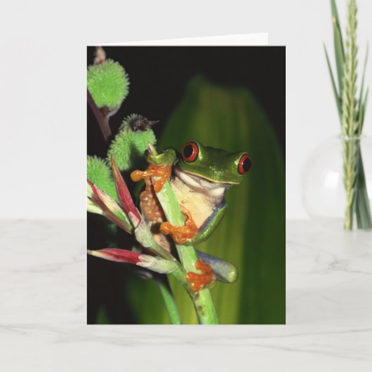 Froschnotecards Karte (Vorderseite)