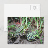 Froschpaar Postkarte (Vorne/Hinten)