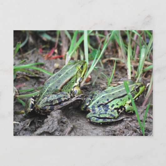 Froschpaar Postkarte (Vorderseite)