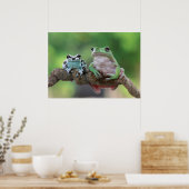 Froschposter Poster (Küche)