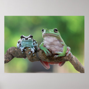 Froschposter Poster