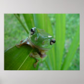 Froschposter Poster (Vorne)