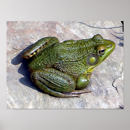 Froschposter Poster (Vorne)