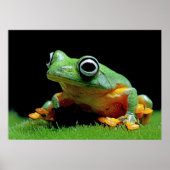 Froschposter Poster (Vorne)