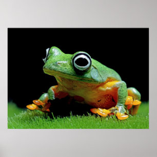 Froschposter Poster