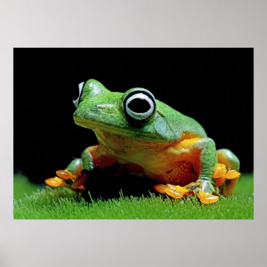 Froschposter Poster (Vorne)