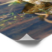 Froschposter Poster (Ecke)