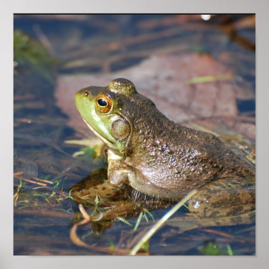 Froschposter Poster (Vorne)