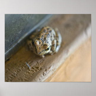 Froschposter Poster