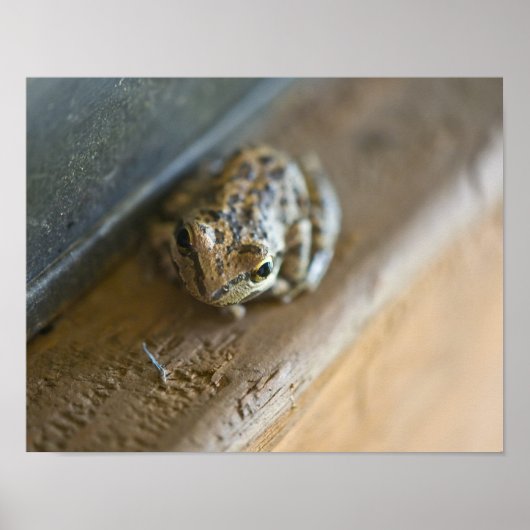 Froschposter Poster (Vorne)