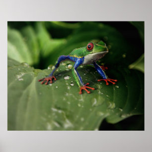 Froschposter Poster
