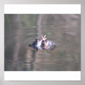 Froschposter Poster (Vorne)