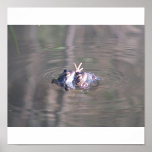 Froschposter Poster