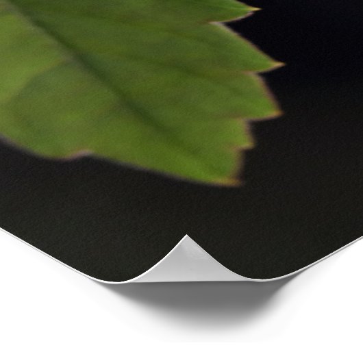 Froschposter Poster (Ecke)