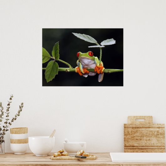 Froschposter Poster (Küche)