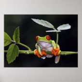 Froschposter Poster (Vorne)
