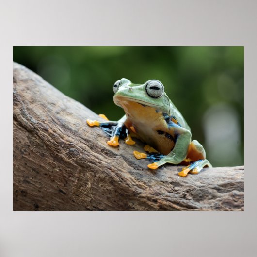 Froschposter Poster (Vorne)