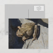 Froschpostkarte Postkarte (Vorne/Hinten)