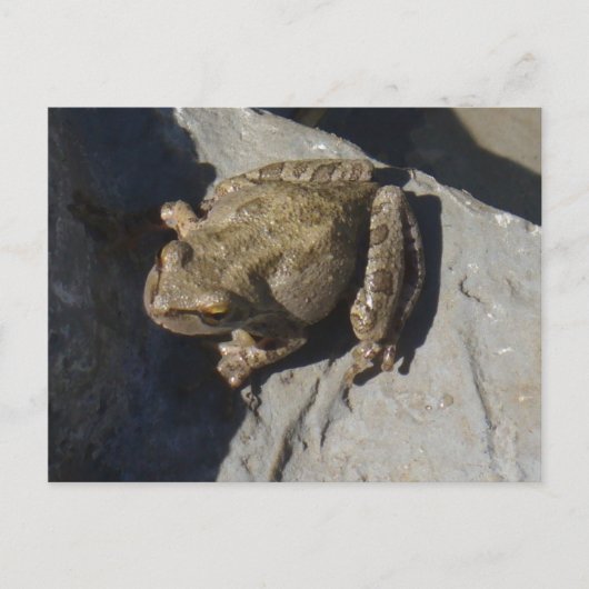 Froschpostkarte Postkarte (Vorderseite)