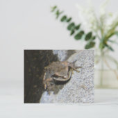 Froschpostkarte Postkarte (Stehend Vorderseite)