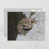 Froschpostkarte Postkarte (Vorne/Hinten)