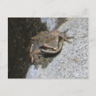 Froschpostkarte Postkarte