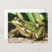 Froschpostkarte Postkarte (Vorne/Hinten)