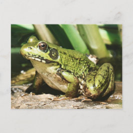 Froschpostkarte Postkarte