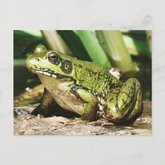 Froschpostkarte Postkarte (Vorderseite)
