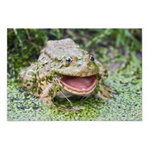 Froschprinz Druck