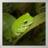 Froschreflektionen drucken poster (Vorne)