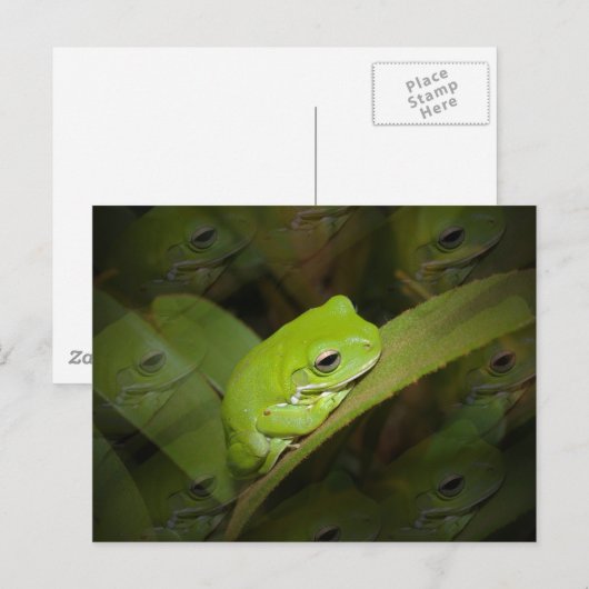Froschreflektionen Postkarte (Vorne/Hinten)