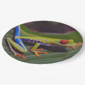 Froschrei-Foto Pappteller (Schrägansicht)