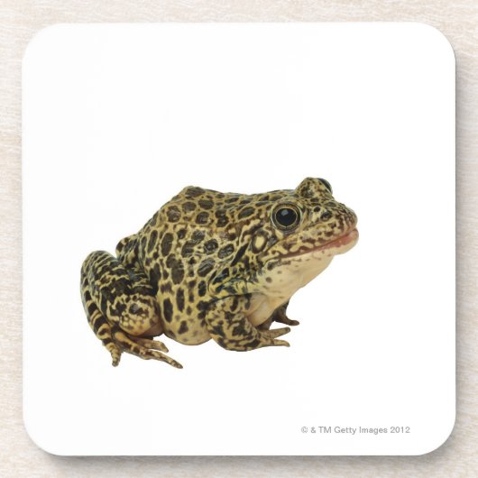 Froschschatten Getränkeuntersetzer (Vorderseite)