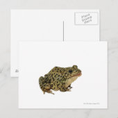 Froschschschatten Postkarte (Vorne/Hinten)