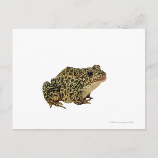 Froschschschatten Postkarte (Vorderseite)