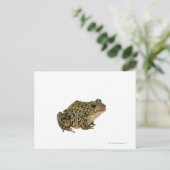 Froschschschatten Postkarte (Stehend Vorderseite)