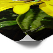 Froschschschmetterling-Blume Poster (Ecke)