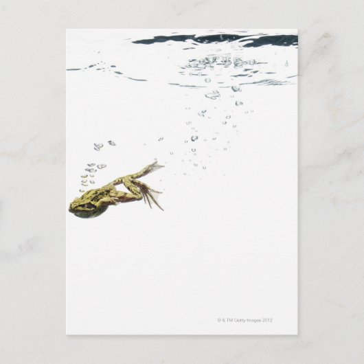 Froschspringen und tauchen ins Wasser Postkarte (Vorderseite)